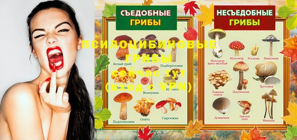 прущие грибы Алзамай